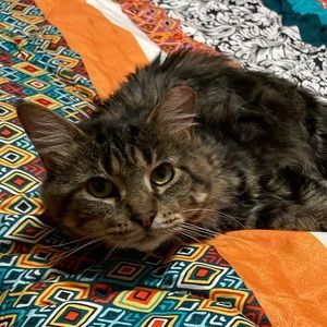 Meet your Posher, Rose